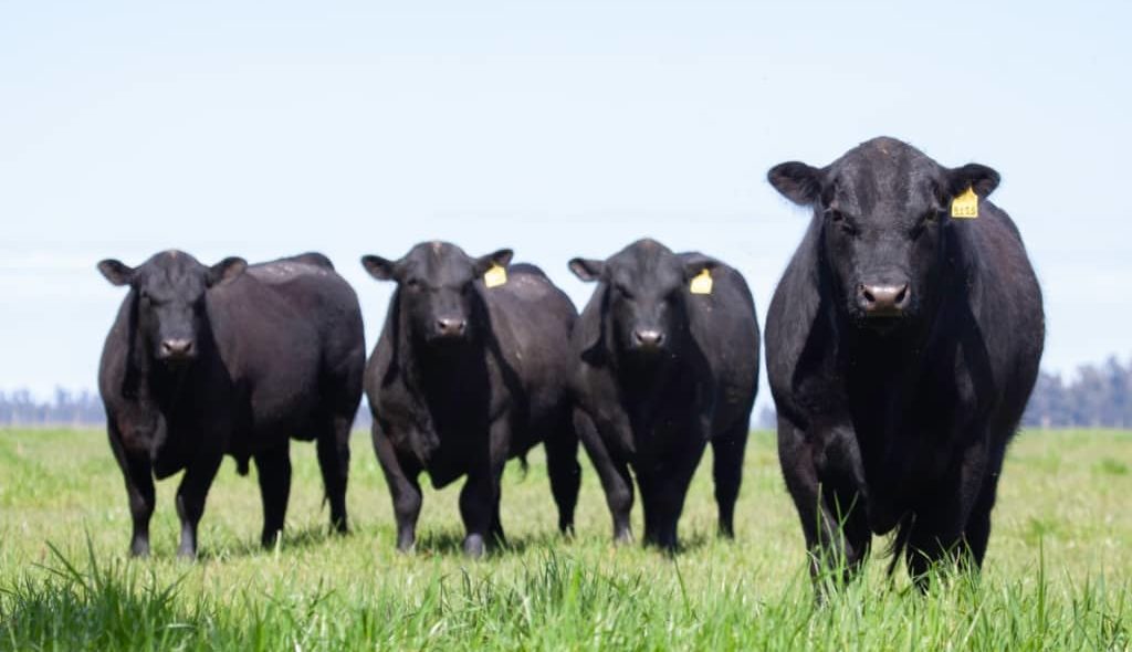 Bovinos Aberdeen Angus em pasto verde